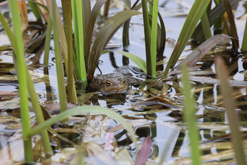 Toads in the breeding season in a pond
