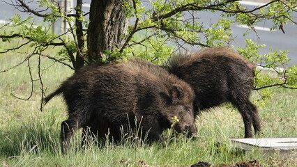 Stado dzików z młodymi warchlakami