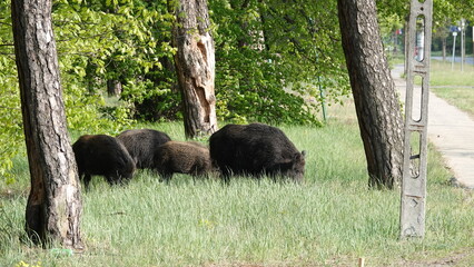 Stado dzików na wolności, na przedmieściach dużego miasta © tomo81