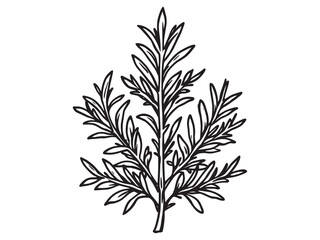 Rosemary leaf line art botanical illustration vector design