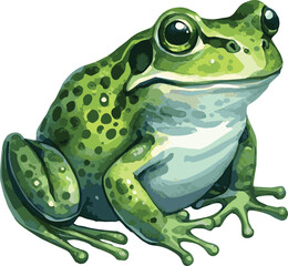 Fototapeta premium Watercolor realistic vector illustration of a frog