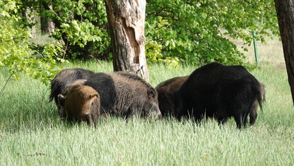 Stado dzików na wolności, na przedmieściach dużego miasta © tomo81