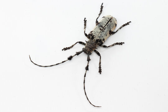 Cerambycidae