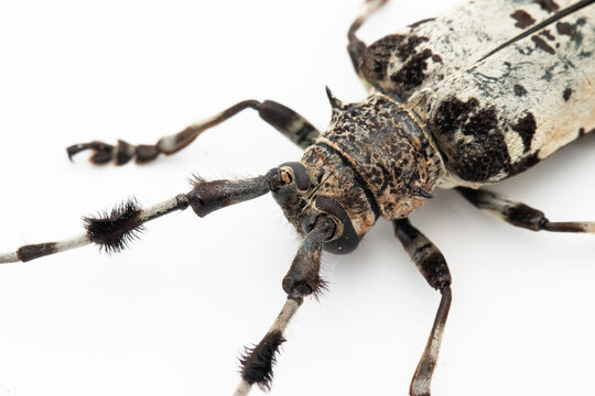 Cerambycidae