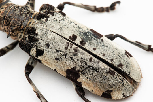 Cerambycidae