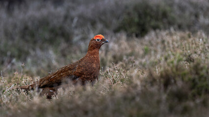 Red Grouse is standing in a field of dry grass