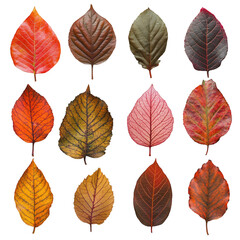 Obraz premium Collection of twelve colorful autumn leaves on dark backdrop