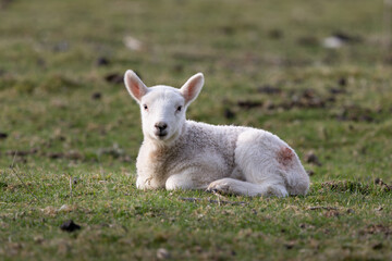 A baby lamb is laying in the grass
