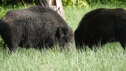 Dorosłe dziki w stadzie. Locha i knur © tomo81