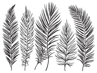 Naklejka premium sago palm leaf botanical illustration in lines