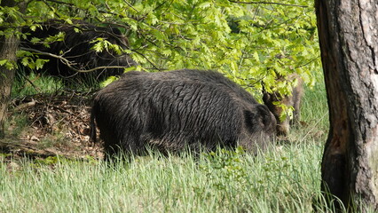 Locha i knur. Rodzina dzików. © tomo81