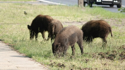 Stado dzików na wolności, na przedmieściach dużego miasta © tomo81
