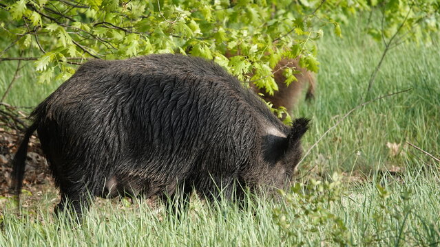 Stado dzik&oacute;w na wolności, na przedmieściach dużego miasta
