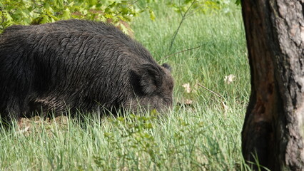 Locha i knur. Rodzina dzików. © tomo81
