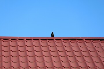 European starling perched on the ridge of a red corrugated metal roof with a vibrant blue sky in the background. Minimalistic composition with strong color contrast.