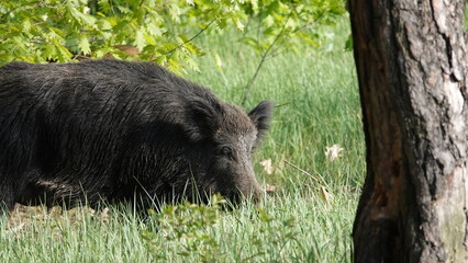 Locha i knur. Rodzina dzików. © tomo81