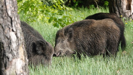 Stado dzików na wolności, na przedmieściach dużego miasta © tomo81