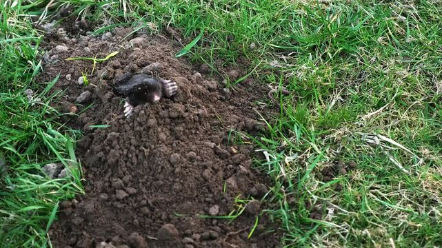 A mole is on the surface of molehill among green grass in the garden. Talpa europaea side view close-up. An animal with black fur. Garden pest concept. Lawn saving problems. High quality 4k footage