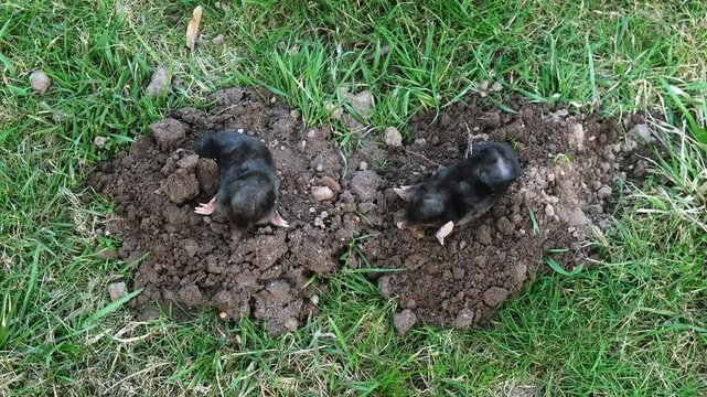 Two moles is on the surface of molehill among green grass in the garden. Talpa europaea side view close-up. Animal with black fur. Garden pest concept. Lawn saving problems. High quality 4k footage.