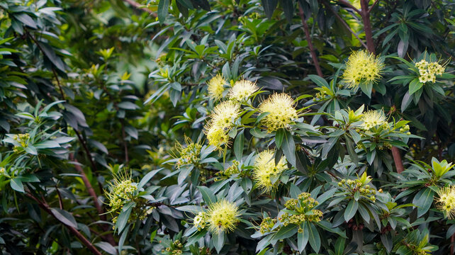 Golden Penda tree in full bloom, a vibrant spectacle of nature's beauty