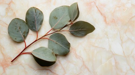 Elegant eucalyptus branch on marble background green leaves nature photography leaf life shot plant