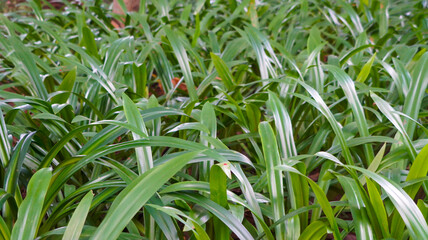 Obraz premium Lush Green Foliage: A Natural Tapestry of Vibrant Chlorophyll Hues