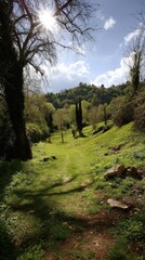 Obraz premium Sunlight through bare tree branches over grassy path with hill background and cypress trees landscape