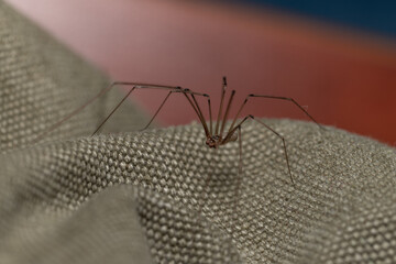Domestic Long-legged Harvestman Spider - Phalangoides phalangioides