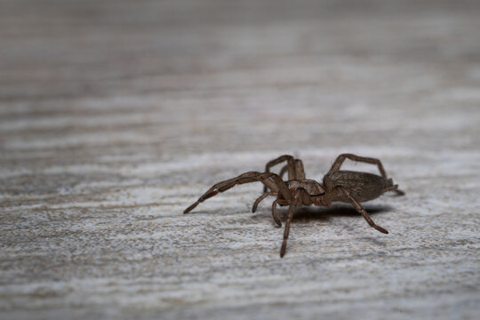 A brown mouse spider belonging to the Gnaphosidae family.