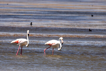 flamingo, bird, pink, water, nature, animal, swan, lake, wildlife, birds, white, zoo, swans, beak, feather, red, reflection, pond, love, neck, two, exotic, swimming, wild, beauty