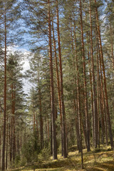 Pine forest. Beautiful deep forest scene. Light beam in woodland. Forest wood background.