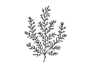 Fototapeta premium Simple and Clean Juniper Leaf Outline for Modern Designs