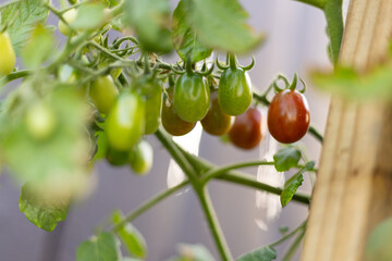Cherry tomatoes ripening on the vine in a backyard garden