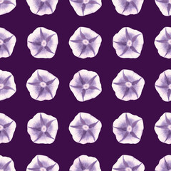 Seamless pattern watercolor morning glory purple flowers hand drawn illustration. Hand painted floral elements striped. Botanical natural objects on plum background. Fabric, wrapping, banner, print