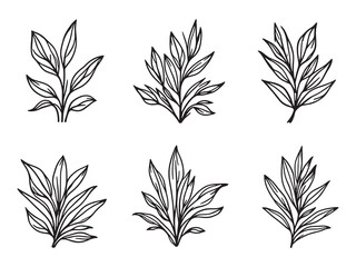 Simple and Fresh Lemongrass Leaf in Line Art Style