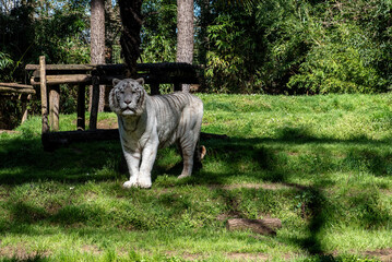 Tigre blanc (Panthera tigris)