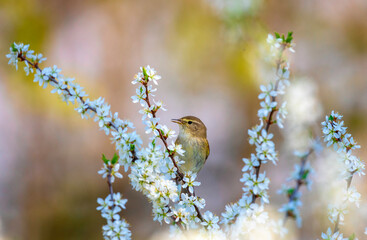 bird male warbler singing on flowering branch of bush in spring sunny garden