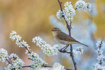 bird male warbler singing on flowering branch of bush in spring sunny garden