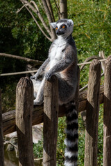 Le Lémur catta (Lemur catta) ou Maki catta.