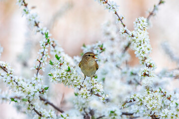 bird male warbler singing on flowering branch of bush in spring sunny garden