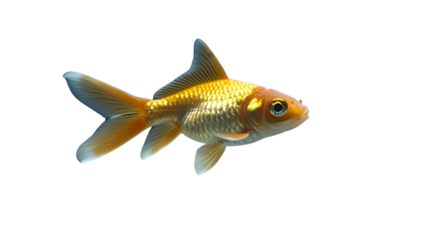 Golden Fish Swimming in a Transparent Background Vibrant Colors Detailed Scales Aquatic Life