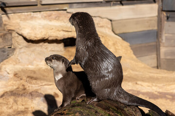 La loutre cendrée (Amblonyx cinereus).