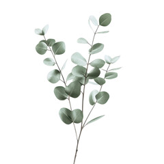 Eucalyptus Breeze isolated on transparent background