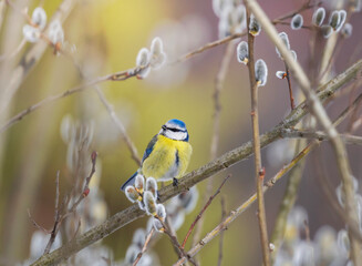 portrait bird bright blue tit in spring park on willow branches fluffy
