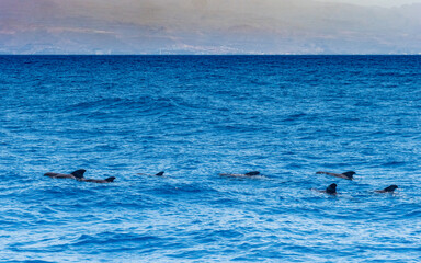 Fototapeta premium Dolphins in the blue waters at Grand canary island
