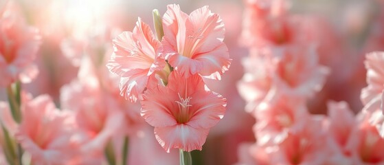 Gladiolus flowers bloom gracefully, displaying soft light.