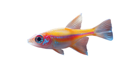 Fototapeta premium Vibrant Tropical Fish Isolated on Black Background Marine Life Photography Underwater Creatur