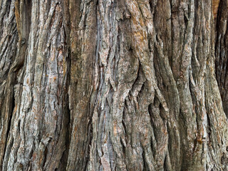 close-up of tree bark texture with cracks and natural patterns. organic surface background. natural design project display. wooden texture