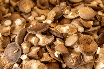 King trumpet mushroom, French horn mushroom, eryngi, king oyster mushroom, king brown mushroom, boletus of the steppes in a street food market