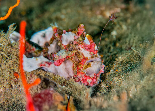 A frogfish, likely a painted frogfish (Antennarius pictus), rests on the ocean floor. The frogfish&rsquo;s distinctive lure (illicium) extends from its head, mimicking prey to attract unsuspecting fish